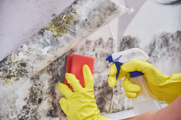 Best Comprehensive Air Testing for Mold Contaminants  in Mechanicville, NY